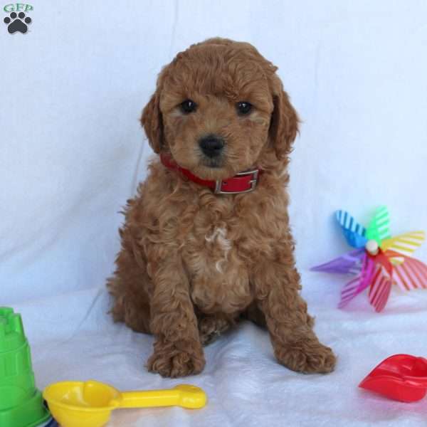 Charley, Mini Goldendoodle Puppy